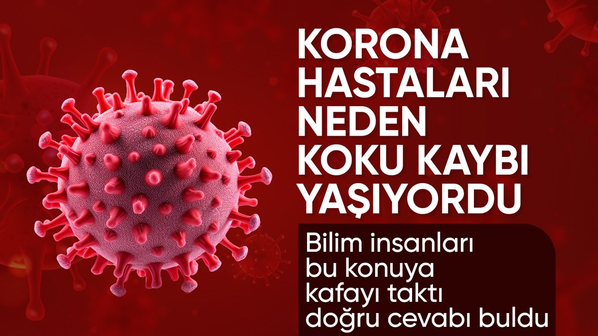 Araştırmalar sonuç verdi: Kovid-19’un kalıcı koku kaybıyla bağlantısı çözüldü